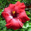 Thumbnail #1 of Hibiscus rosa-sinensis by Joan