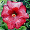 Thumbnail #2 of Hibiscus rosa-sinensis by Joan