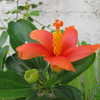 Thumbnail #5 of Hibiscus liliflorus by timrann