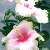 Thumbnail #2 of Hibiscus rosa-sinensis by Joan