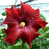 Thumbnail #1 of Hibiscus rosa-sinensis by Joan