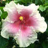 Thumbnail #1 of Hibiscus rosa-sinensis by Joan