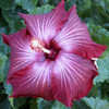 Thumbnail #2 of Hibiscus rosa-sinensis by Joan