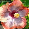 Thumbnail #2 of Hibiscus rosa-sinensis by amarantha00