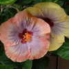 Thumbnail #4 of Hibiscus rosa-sinensis by Gardnerkett