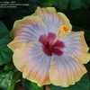 Thumbnail #3 of Hibiscus rosa-sinensis by cat4gp