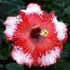 Thumbnail #1 of Hibiscus rosa-sinensis by Joan