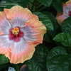 Thumbnail #5 of Hibiscus rosa-sinensis by astcgirl