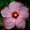 Thumbnail #1 of Hibiscus rosa-sinensis by Joan