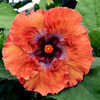 Thumbnail #1 of Hibiscus rosa-sinensis by Joan