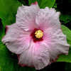 Thumbnail #2 of Hibiscus rosa-sinensis by Joan