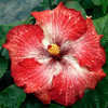 Thumbnail #1 of Hibiscus rosa-sinensis by Joan