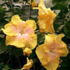 Thumbnail #2 of Hibiscus rosa-sinensis by Joan