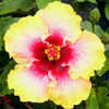 Thumbnail #1 of Hibiscus rosa-sinensis by Joan