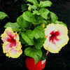 Thumbnail #2 of Hibiscus rosa-sinensis by Joan