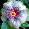 Thumbnail #1 of Hibiscus rosa-sinensis by Joan