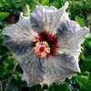 Thumbnail #3 of Hibiscus rosa-sinensis by Joan