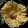 Thumbnail #3 of Hibiscus rosa-sinensis by DaylilySLP