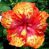 Thumbnail #1 of Hibiscus rosa-sinensis by Joan