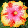 Thumbnail #2 of Hibiscus rosa-sinensis by Joan