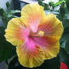 Thumbnail #2 of Hibiscus rosa-sinensis by Joan