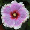 Thumbnail #1 of Hibiscus rosa-sinensis by Joan