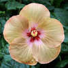 Thumbnail #2 of Hibiscus rosa-sinensis by Joan