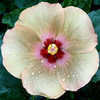 Thumbnail #1 of Hibiscus rosa-sinensis by Joan