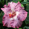 Thumbnail #2 of Hibiscus rosa-sinensis by Joan