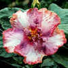 Thumbnail #1 of Hibiscus rosa-sinensis by Joan