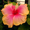 Thumbnail #1 of Hibiscus rosa-sinensis by Joan