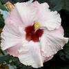 Thumbnail #1 of Hibiscus rosa-sinensis by Joan