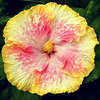 Thumbnail #1 of Hibiscus rosa-sinensis by Joan