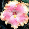 Thumbnail #3 of Hibiscus rosa-sinensis by Joan
