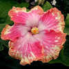 Thumbnail #2 of Hibiscus rosa-sinensis by Joan