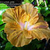 Thumbnail #4 of Hibiscus rosa-sinensis by schluti