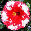 Thumbnail #1 of Hibiscus rosa-sinensis by Joan