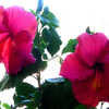 Thumbnail #2 of Hibiscus rosa-sinensis by Joan