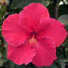 Thumbnail #1 of Hibiscus rosa-sinensis by Joan