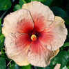 Thumbnail #1 of Hibiscus rosa-sinensis by Joan