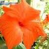 Thumbnail #2 of Hibiscus rosa-sinensis by Calalily