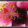 Thumbnail #2 of Hibiscus rosa-sinensis by Shirley1md