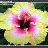 Thumbnail #1 of Hibiscus rosa-sinensis by Shirley1md
