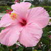 Thumbnail #3 of Hibiscus rosa-sinensis by creekwalker