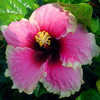 Thumbnail #1 of Hibiscus rosa-sinensis by Joan