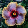 Thumbnail #2 of Hibiscus rosa-sinensis by Joan