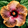 Thumbnail #1 of Hibiscus rosa-sinensis by Joan