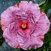 Thumbnail #1 of Hibiscus rosa-sinensis by BUFFY690