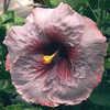 Thumbnail #2 of Hibiscus rosa-sinensis by Joan
