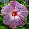 Thumbnail #1 of Hibiscus rosa-sinensis by Joan